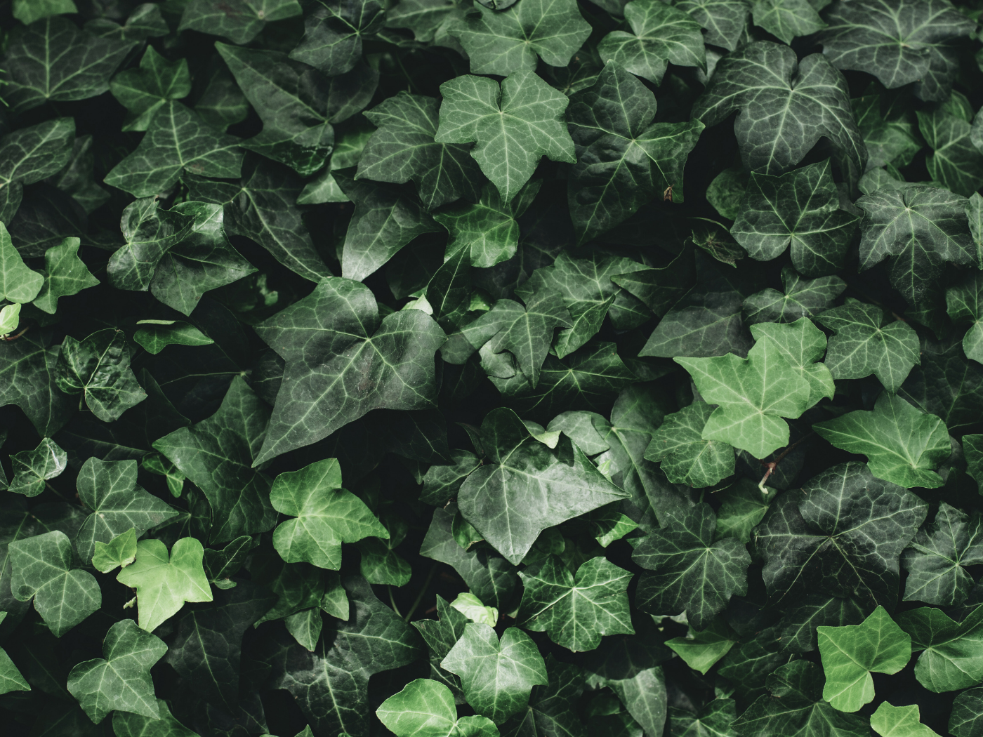 Grow Sweet Potato Ivy!