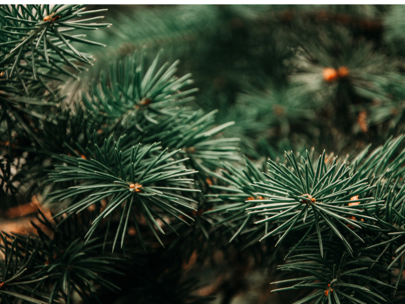 Repurpose Your Christmas Tree: Make "Spruce-Sol" Cleaner