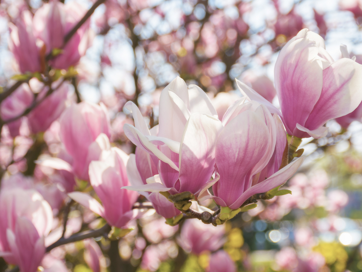 DIY Magnolia Flower Tea