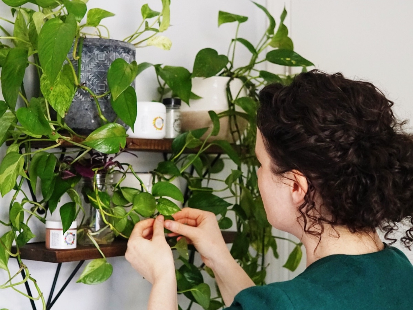 So, You Don't Have a Green Thumb... That's Okay! Try These Low-Maintenance Houseplants + Tips